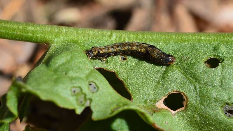 ultrasonido Spodoptera littoralis|ultrasonido-Spodoptera-exigua|Plagas y enfermedades comunes a los frutos rojos en la provincia de Huelva